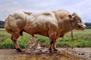 The Surprising Lesson a Blue Cow and AI Can Teach Us About Being Successful in E-commerce