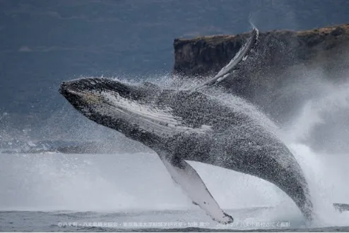 Figure 3. This photo was provided by Yosuke Kato of the Laboratory of Cetacean Biology of Tokyo University of Marine Science and Technology, Hachijo Town and Hachijo Island Tourism Association